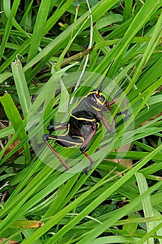 Eastern lubber grasshopper on grass