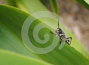 Eastern Lubber Grasshopper nymph Romalea guttata