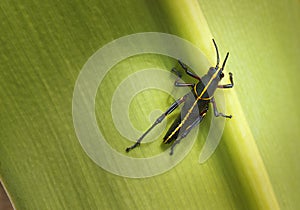 Eastern Lubber Grasshopper nymph Romalea guttata