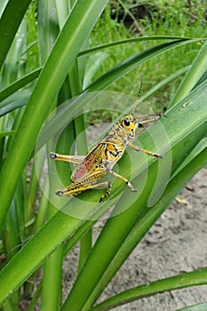 Eastern lubber grasshopper Romalea