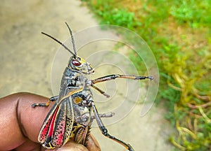 Eastern Lubber Grasshopper Romalea Microptera