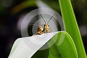 Eastern Lubber Grasshopper