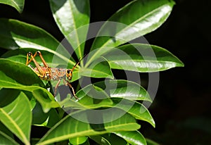 Eastern Lubber on a Tropical Plant