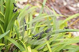 Eastern Lumber Nymphs On Grass photo