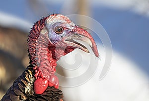 Eastern male Wild Turkey tom closeup with a long snood and waddle strutting through the winter snow in Canada photo