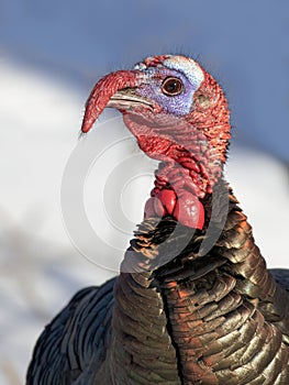 Eastern male Wild Turkey tom closeup with a long snood and waddle strutting through the winter snow in Canada