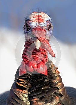 Eastern male Wild Turkey tom closeup with a long snood and waddle strutting through the winter snow in Canada photo