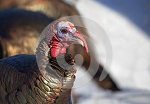 Eastern male Wild Turkey tom closeup with a long snood and waddle strutting through the winter snow in Canada