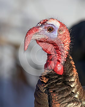 Eastern male Wild Turkey tom closeup with a long snood and waddle strutting through the winter snow in Canada