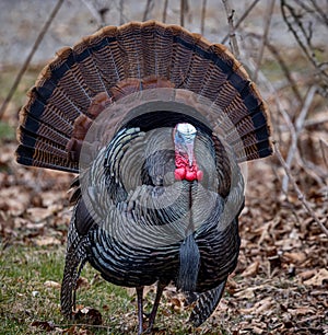 Eastern male Wild Turkey tom Meleagris gallopavo strutting with tail feathers in fan through a grassy meadow