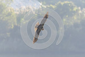 Eastern marsh harrier in flight,