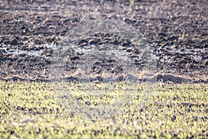 Eastern Meadowlark at an Agricultural Field