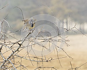 Eastern Meadowlark bird stretching its wings