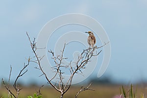 Eastern Meadowlark on branch of dead tree