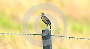 Eastern meadowlark calling from barbed wire fence post with bright background