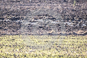 Eastern Meadowlark Landing