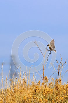 Eastern Meadowlark landing on a Sun Flower