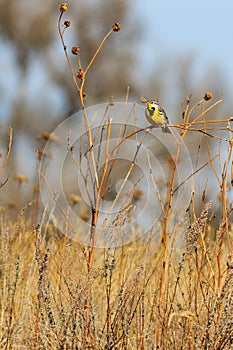 Eastern Meadowlark left side profile