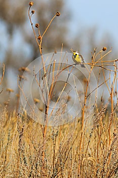 Eastern Meadowlark left side profile singing