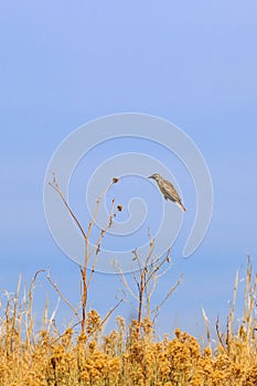 Eastern Meadowlark in mid air