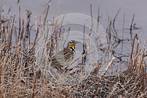 Eastern Meadowlark New Mexico