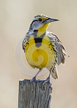 Eastern Meadowlark Perched on a Fence Post - Florida