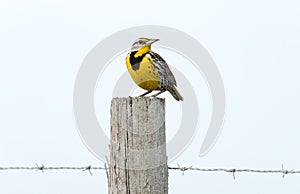 Eastern Meadowlark perched on post with white background