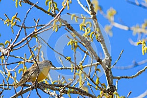 Eastern Meadowlark perched in tree