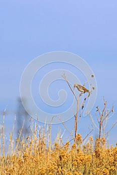 Eastern Meadowlark praying on a Sun Flower stalk