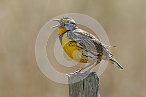 Eastern Meadowlark Singing on a Fence Post