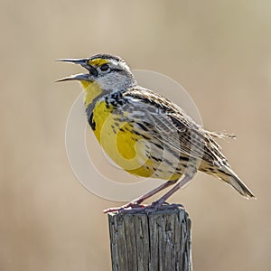 Eastern Meadowlark Singing From a Fence Post - Florida