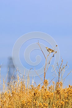 Eastern Meadowlark singing on a Sun Flower stalk