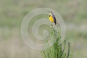 Eastern meadowlark sings in farmer`s field near Clermont, Florida