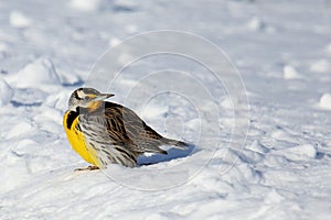 Eastern Meadowlark standing on snow