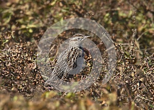 Eastern Meadowlark sturnella magna