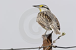 Eastern Meadowlark, Sturnella magna, on a fence