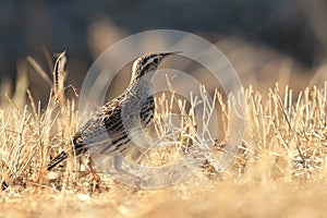 Eastern Meadowlark  (Sturnella magna)  New Mexico, USA
