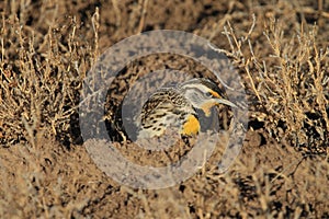 Eastern Meadowlark  (Sturnella magna)  New Mexico, USA