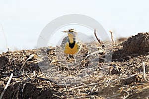 Eastern Meadowlark  (Sturnella magna)  New Mexico, USA