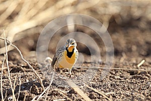 Eastern Meadowlark  (Sturnella magna)  New Mexico, USA