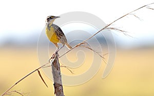 Eastern Meadowlark Sturnella magna one of the most beautiful birds in Panama