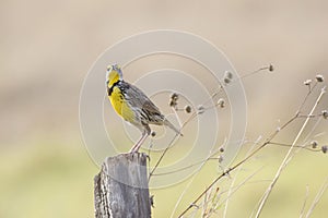 Eastern Meadowlark (Sturnella magna) perched on a fence post photo