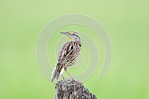 Eastern Meadowlark Sturnella magna perched on a post photo