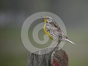 Eastern Meadowlark, Sturnella magna, on a post photo