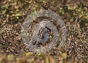 Eastern Meadowlark sturnella magna photo