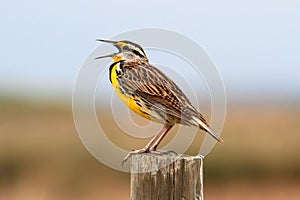 Eastern Meadowlark (Sturnella magna) photo