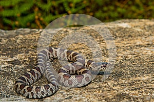 Eastern Milk Snake photo