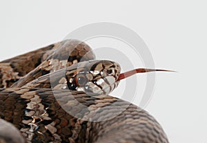 eastern milksnake (Lampropeltis triangulum) flicking tounge