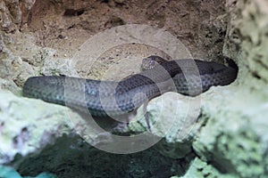 Eastern montpellier snake