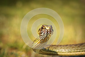 Eastern montpellier snake portrait